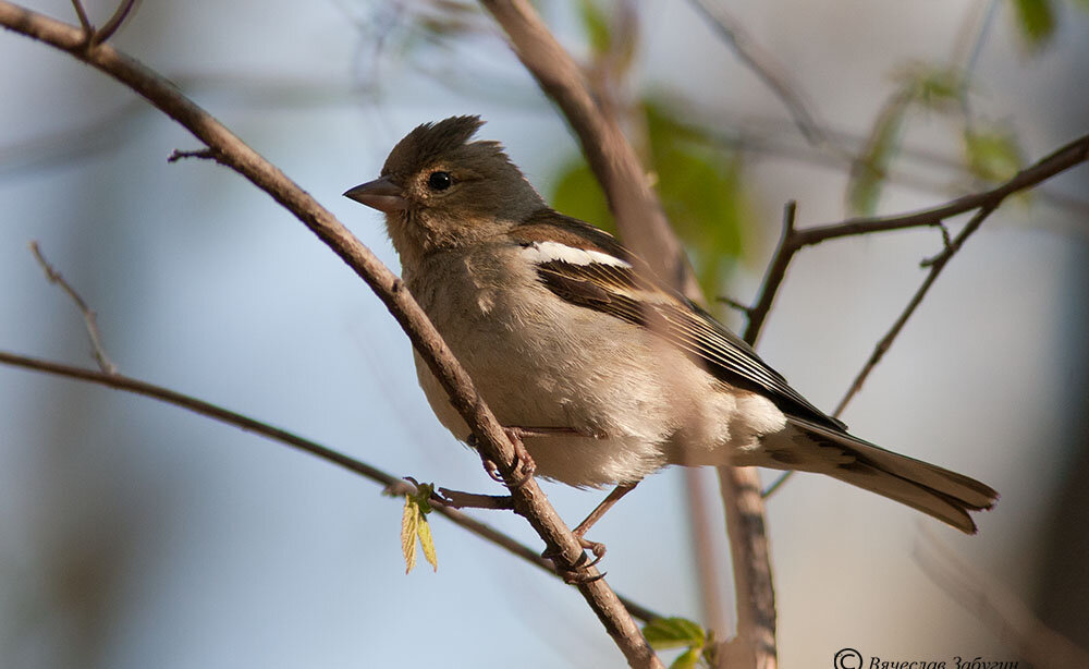 самка зяблика
