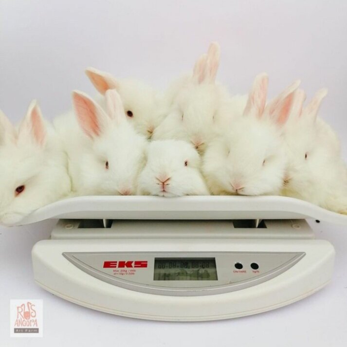 Крольчата набирают вес. Фото @rusangora.