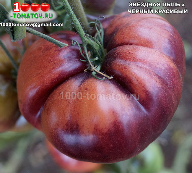 Томат Звёздная Пыль Х Чёрный Красивый фото 1