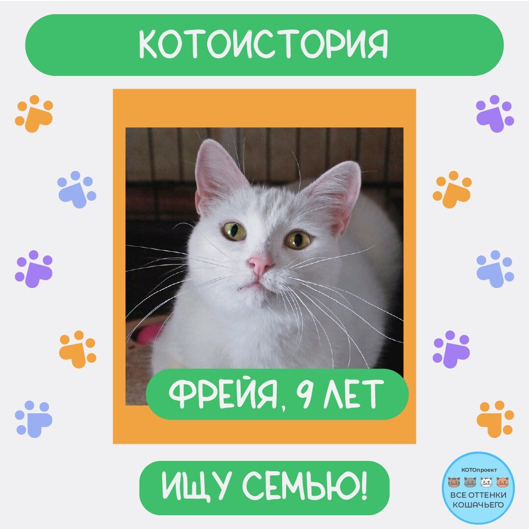 © ВСЕ ОТТЕНКИ КОШАЧЬЕГО. Кошка Фрейя 😺