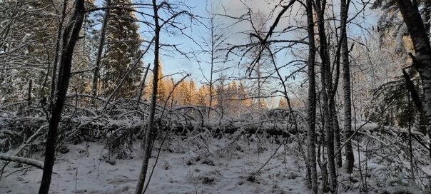 Вид из палатки в зимнем лесу