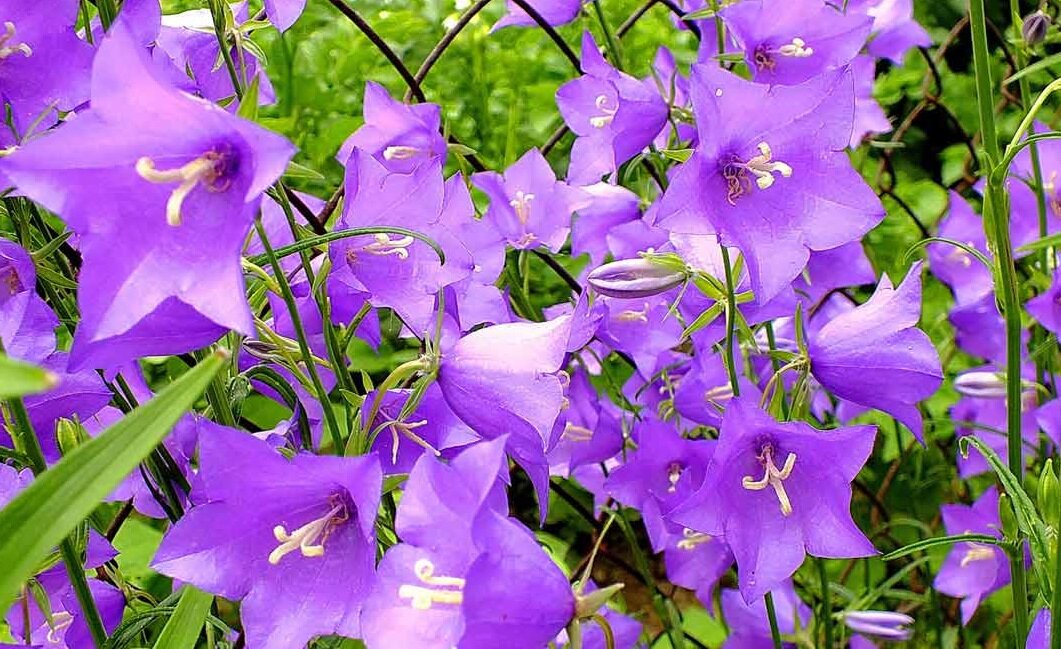 Колокольчик. Фото из открытого источника Яндекс