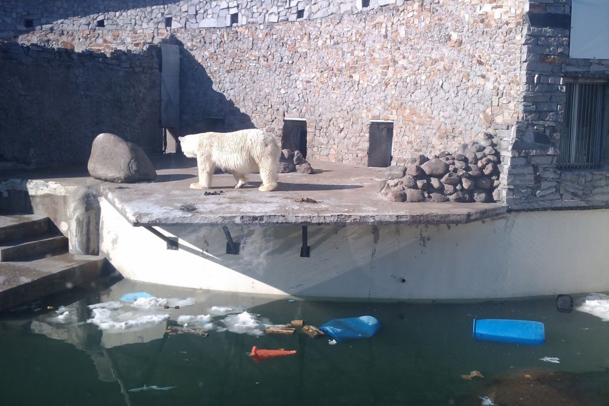 Вольер белых медведей в Ленинградском зоопарке. / Фото с просторов.