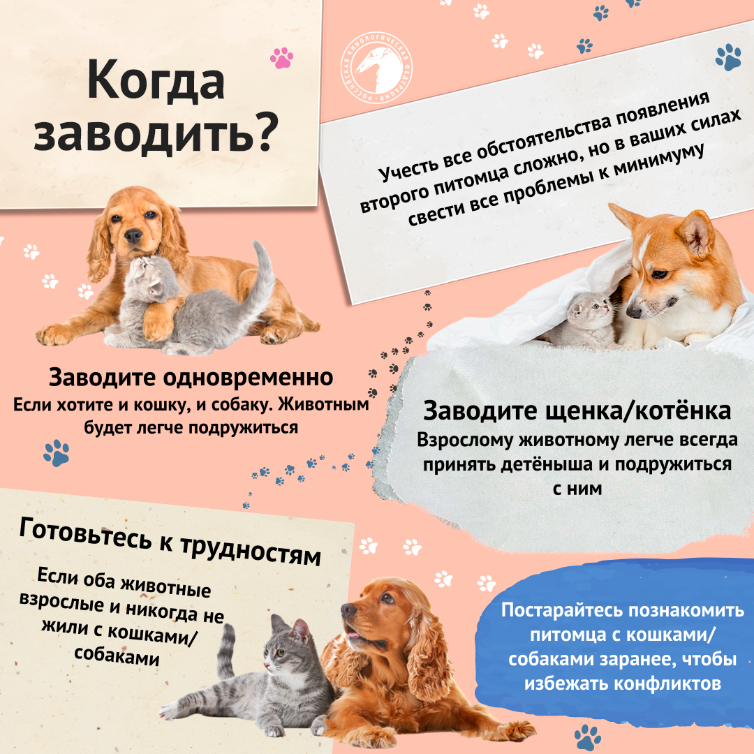 Кошка и собака: как их подружить? | Российская кинологическая федерация |  Дзен