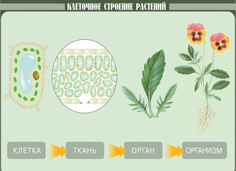 Тест по биологии 6 класс ткани растений. Ботаника ткани растений. Карточка по ботанике. Карточки по биологии по ботанике. Вопросы по ботанике.