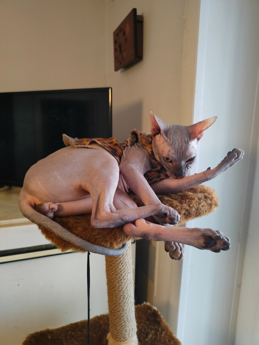 Наш главный производитель, молодой кот донской сфинкс Ив Локи 1,5 года. Прошли опыт борьбы с метками.