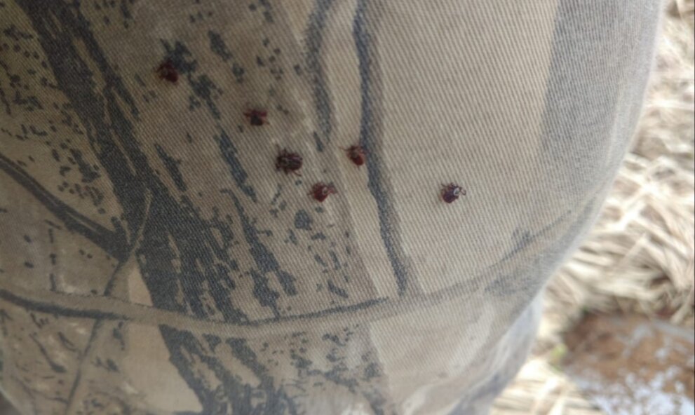 Клещи проснулись.