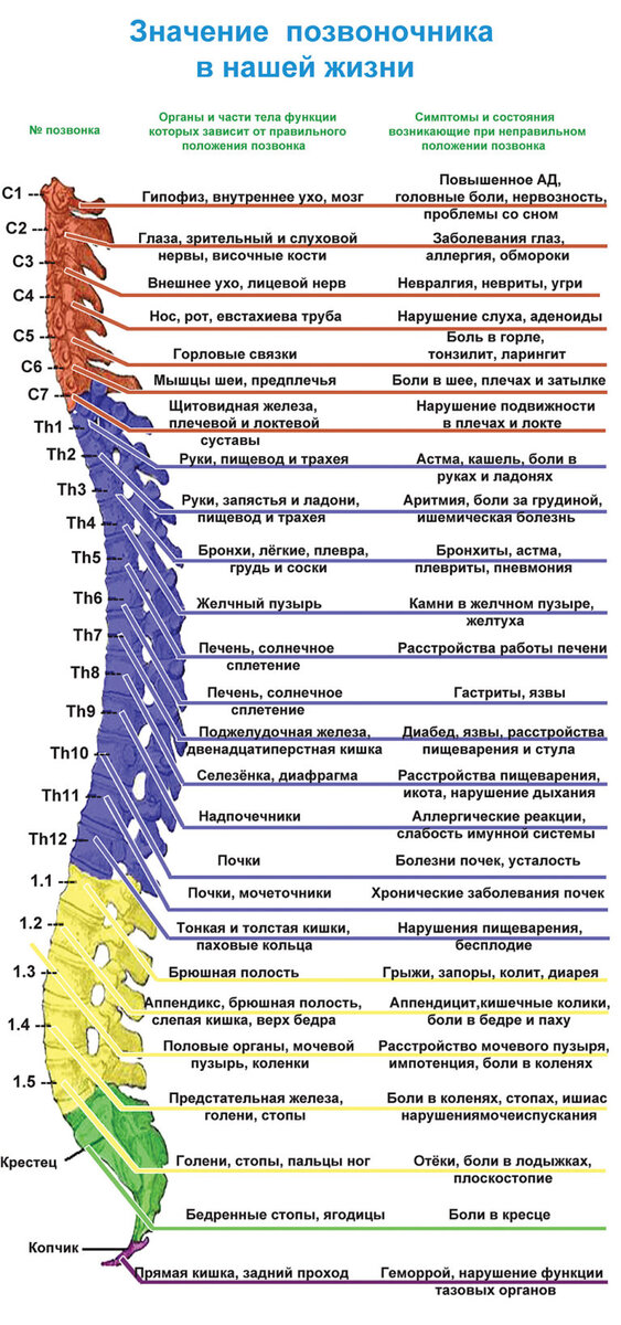 Взаимосвязь позвоночника с органами и системами. (Иллюстрация из открытых источников)