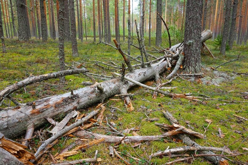 Уходовые рубки - освобождение леса от больных или мертвых деревьев