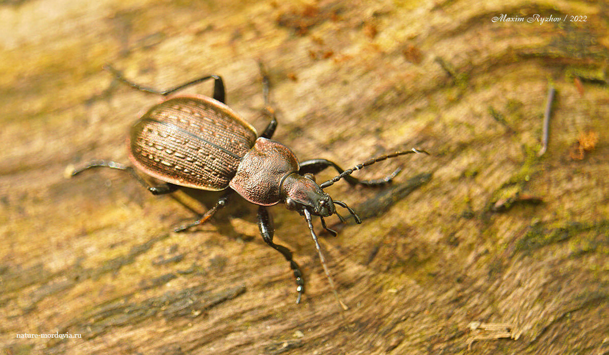 Жужелица решетчатая. Carabus arvensis. Жужелица золотистоямчатая. Жук жужелица Хлебная. Жужелица Poecilus melanochrous.