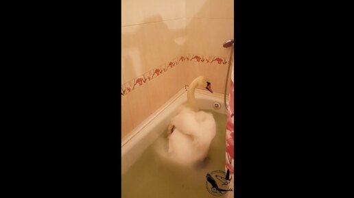 Ванная комната подглядывание Секс видео бесплатно / beton-krasnodaru.ru ru