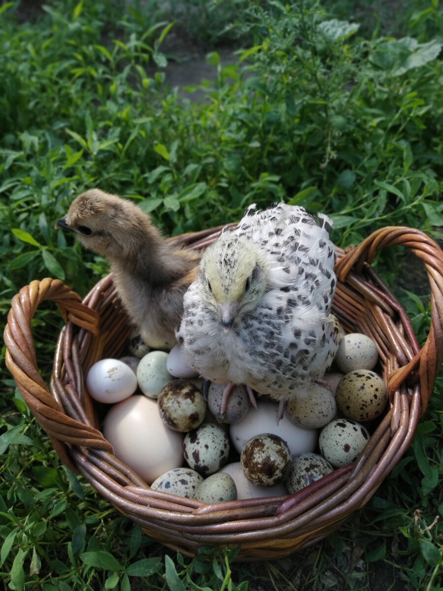 Перепел феникс серебро