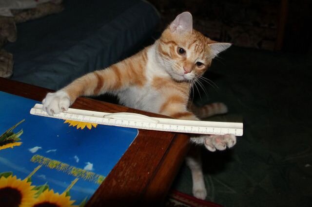 До какого возраста растут коты