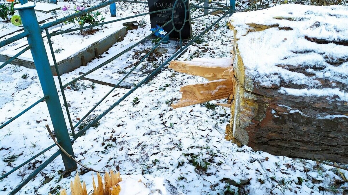     Кто спилил дерево — неизвестно. Об этом рассказали очевидцы в соцсетях.