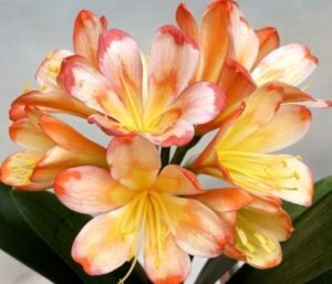 домашний цветок кливия уход