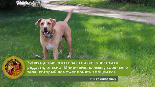 Заблуждение, что собака виляет хвостом от радости, опасно. Мини-гайд по языку собачьего тела, который поможет понять эмоции пса | Видео 🎥