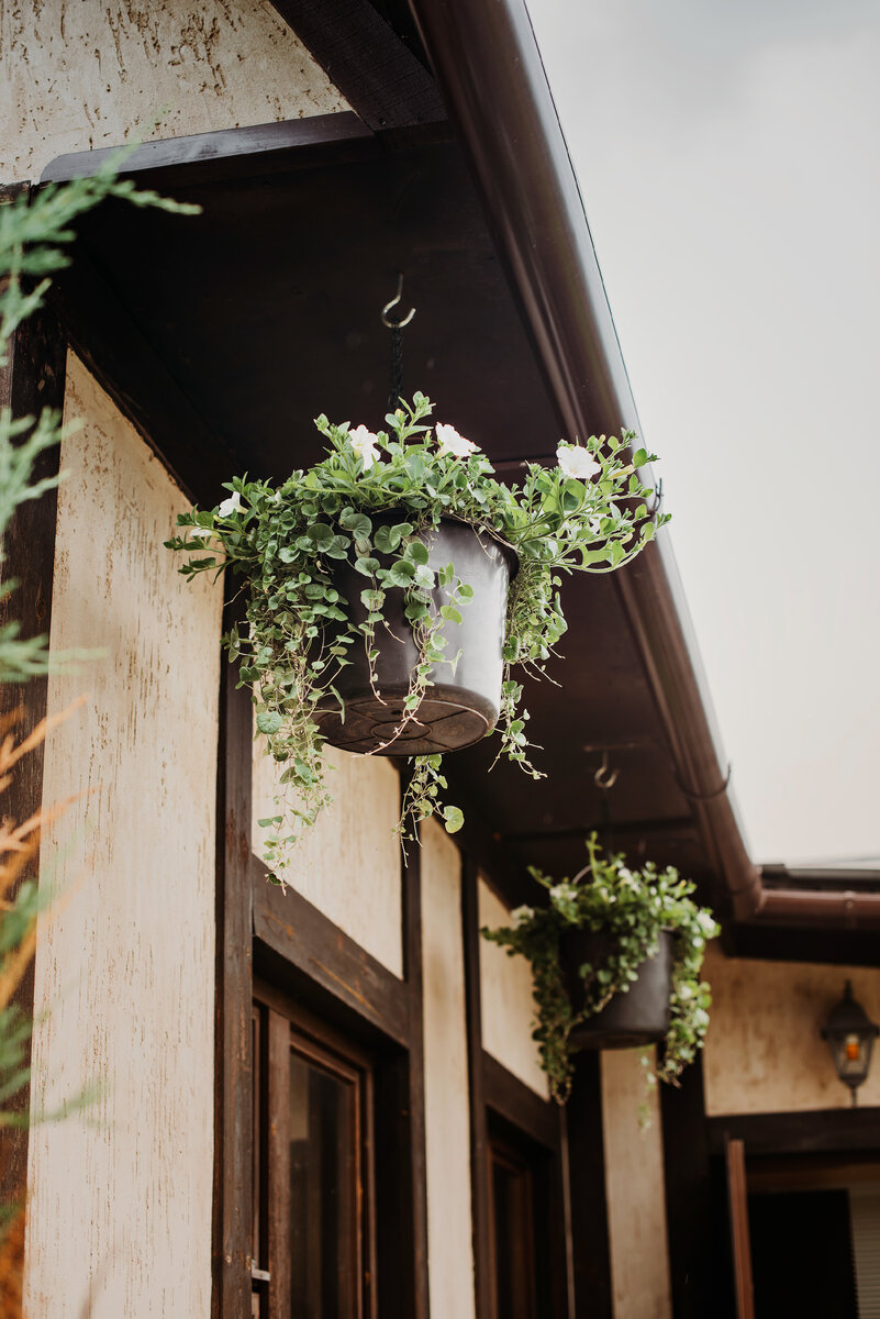 Растения вначале лета 