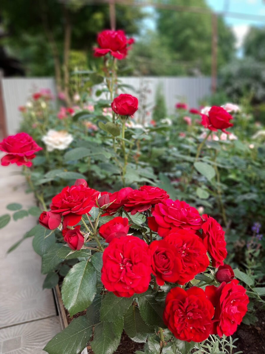 1. 2020 год. Lavaglut, Rose des 4 Vents 