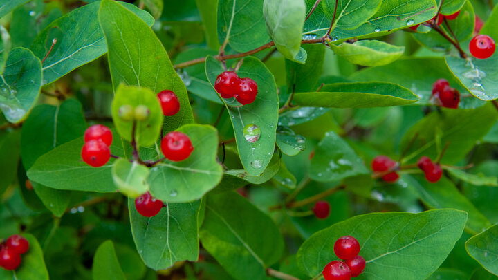 ФОТО: SVETLANA VOZMILOVA/GLOBALLOOKPRESS