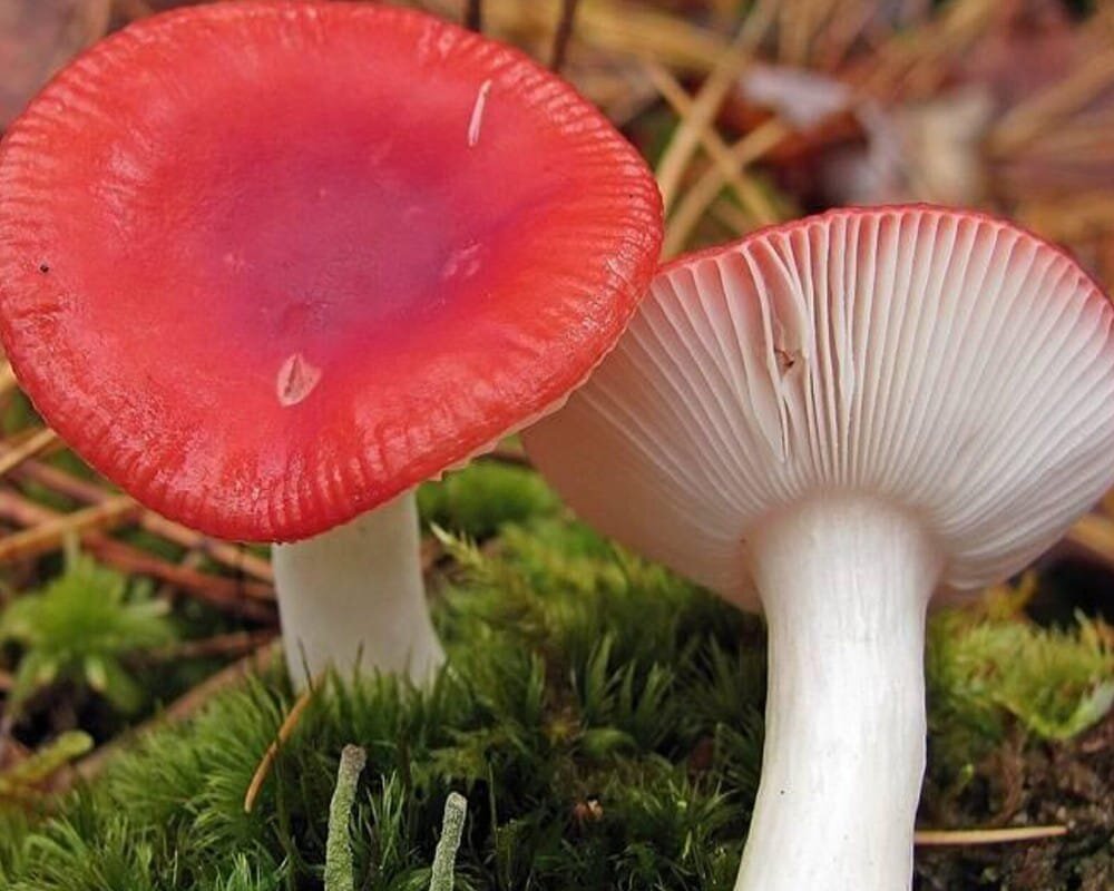 Сыроежки грибы съедобные и несъедобные. Сыроежка гриб. Сыроежка гриб фото. Цвет сыроежки. Сыроежка боровая.