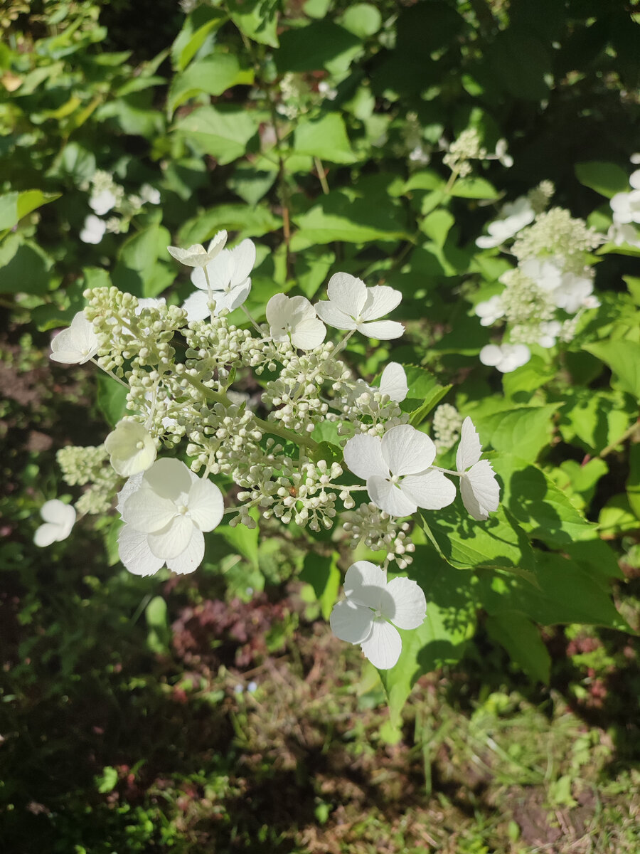 Интересный сорт гортензии в моём саду. Названия не знаю, был пересорт. 