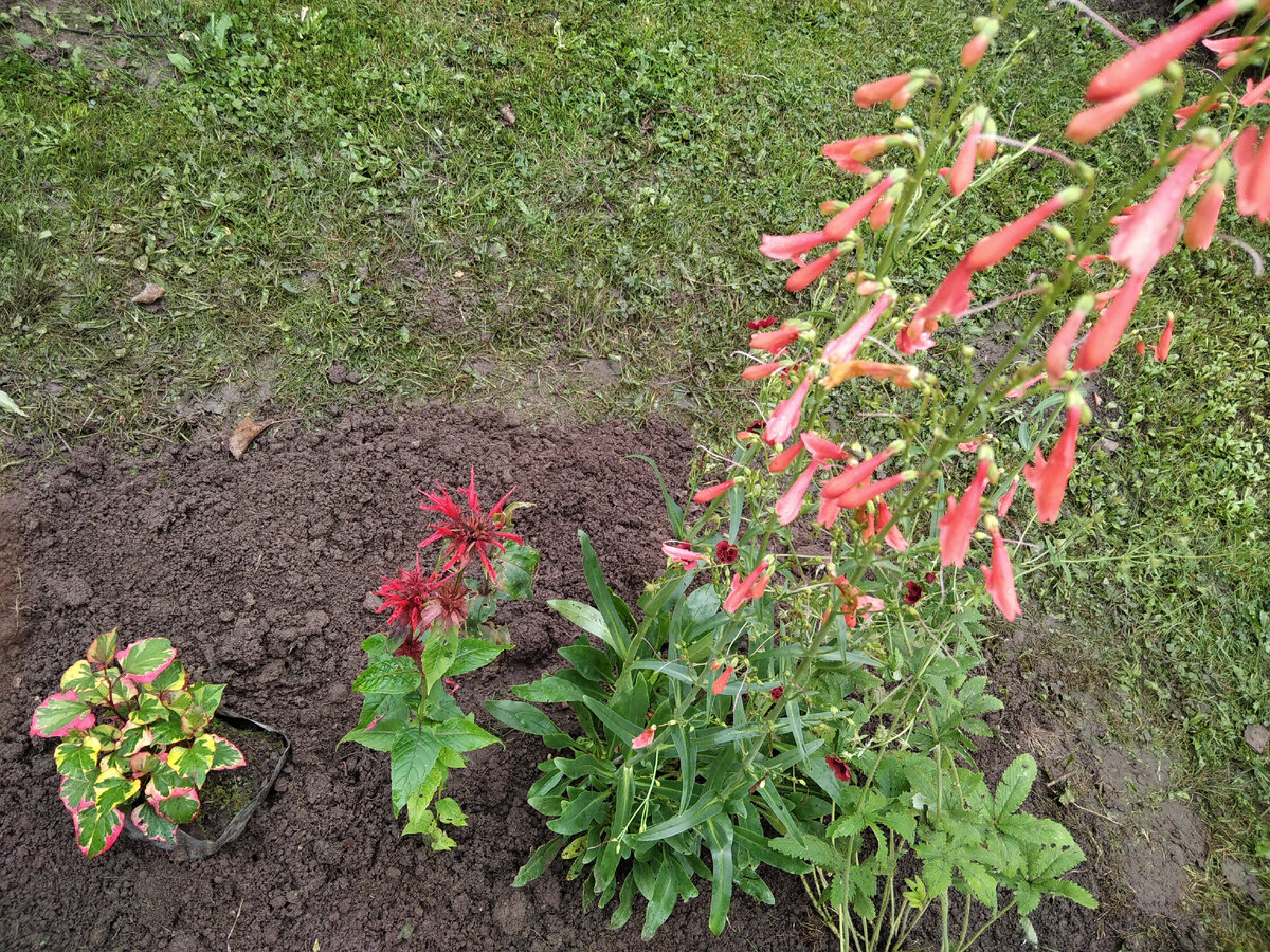 Слева направо: хауттюйния, монарда (за ней лихнис), пенстемон, лапчатка