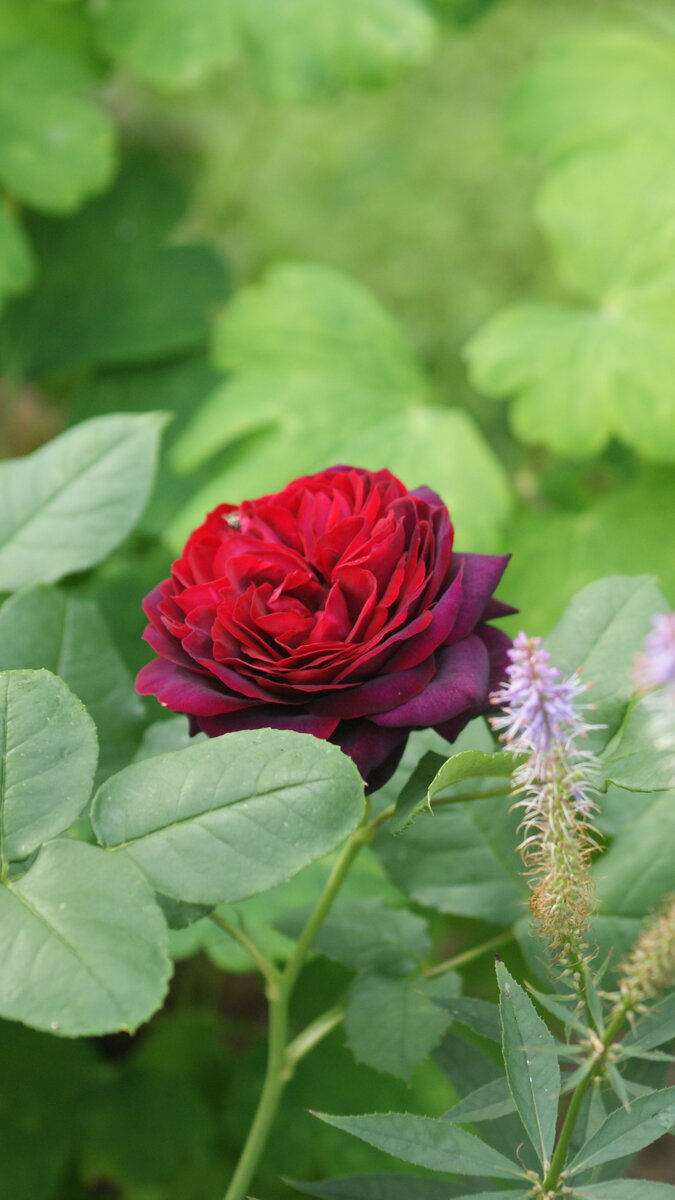 Astrid Grafin von Hardenberg и вероникоаструм