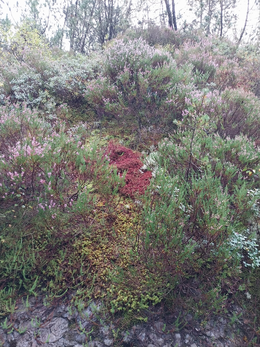 Собираю бруснику и грибы. Утро начала сентября в норвежском лесу ...