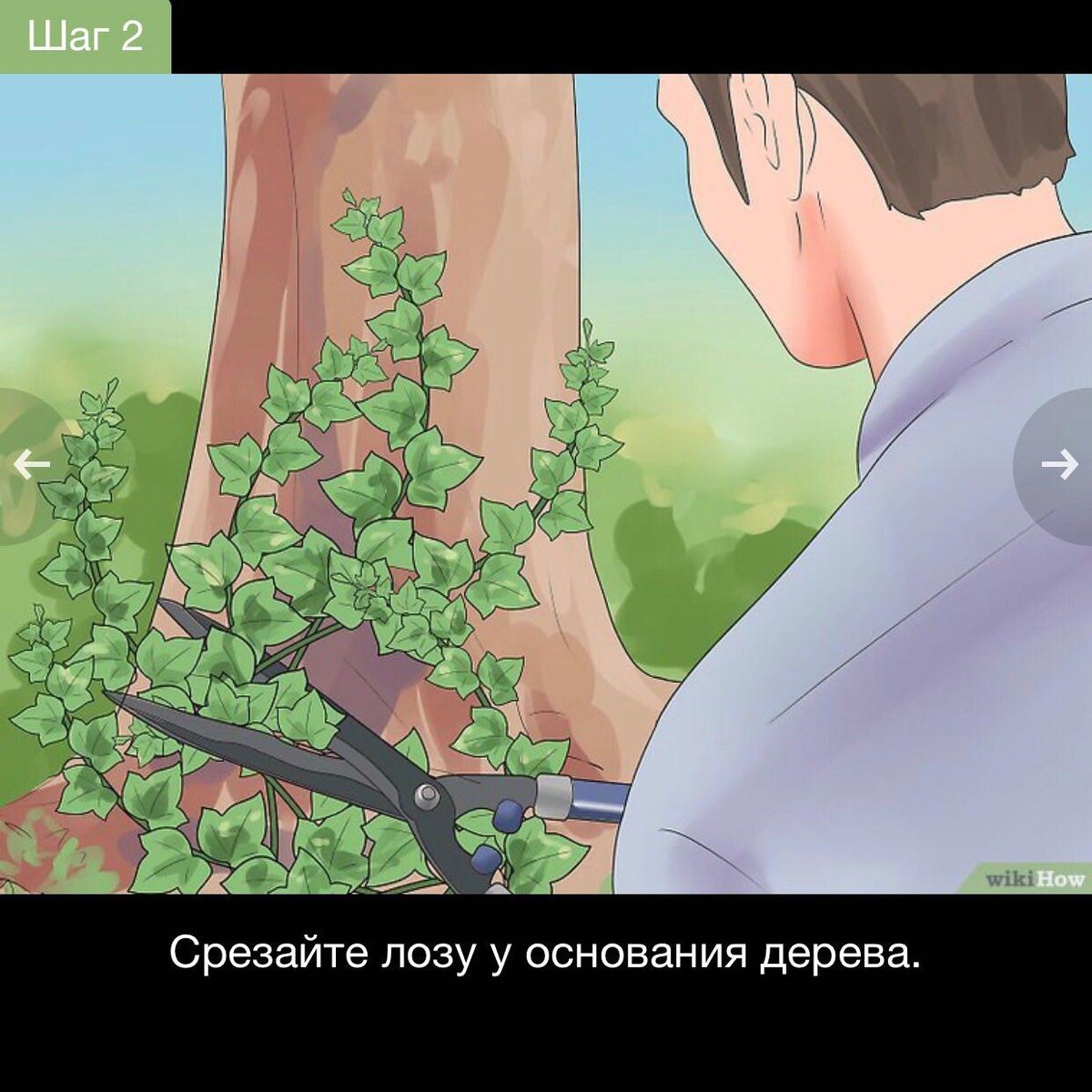 Обойдите дерево и срезайте каждую лозу на высоте лодыжек.Даже одна несрезанная лоза может напитать растение, чтобы то росло вверх по дереву, поэтому очень важно срезать все до единой.