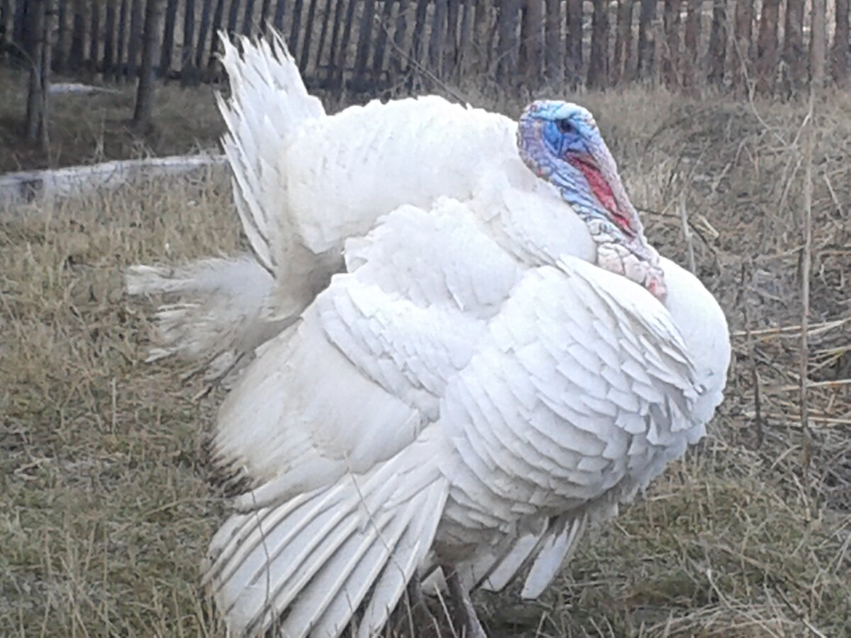 Индюк белый фото