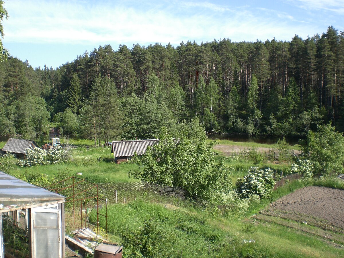 Любовь и голуби где снимали фильм фото