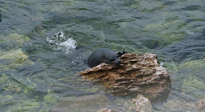 Фото: flickr.com / Sergio Tittarini