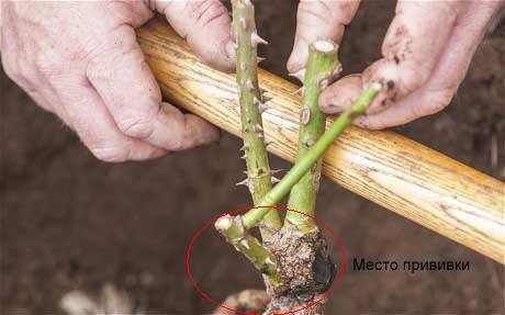 Место прививки - самое толстое место над корнем