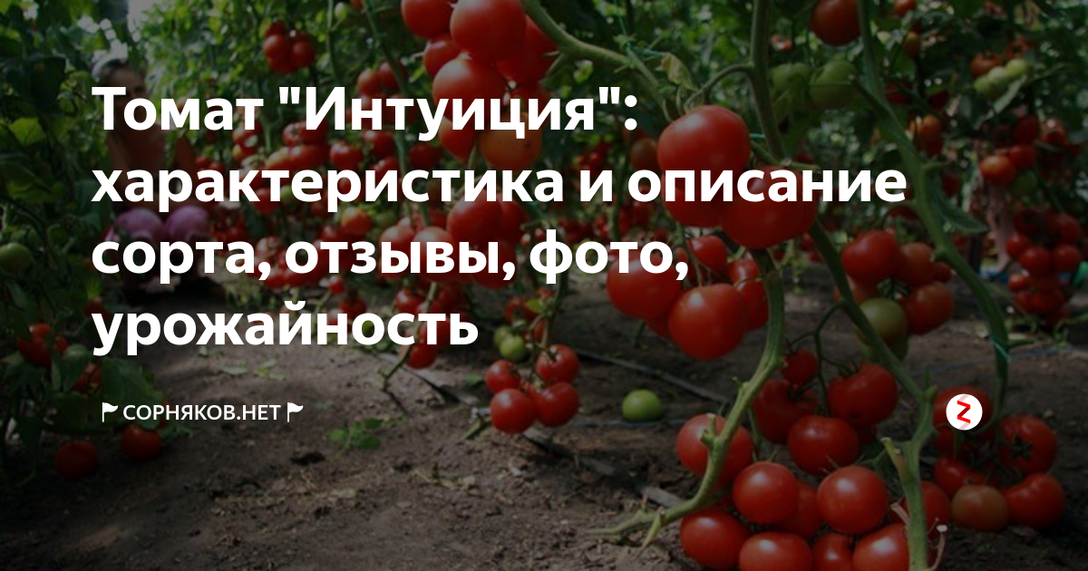 Всегда собираю по 7-8 кг томатов с 1 кв. метра на 2 недели раньше" Сосед дал рец