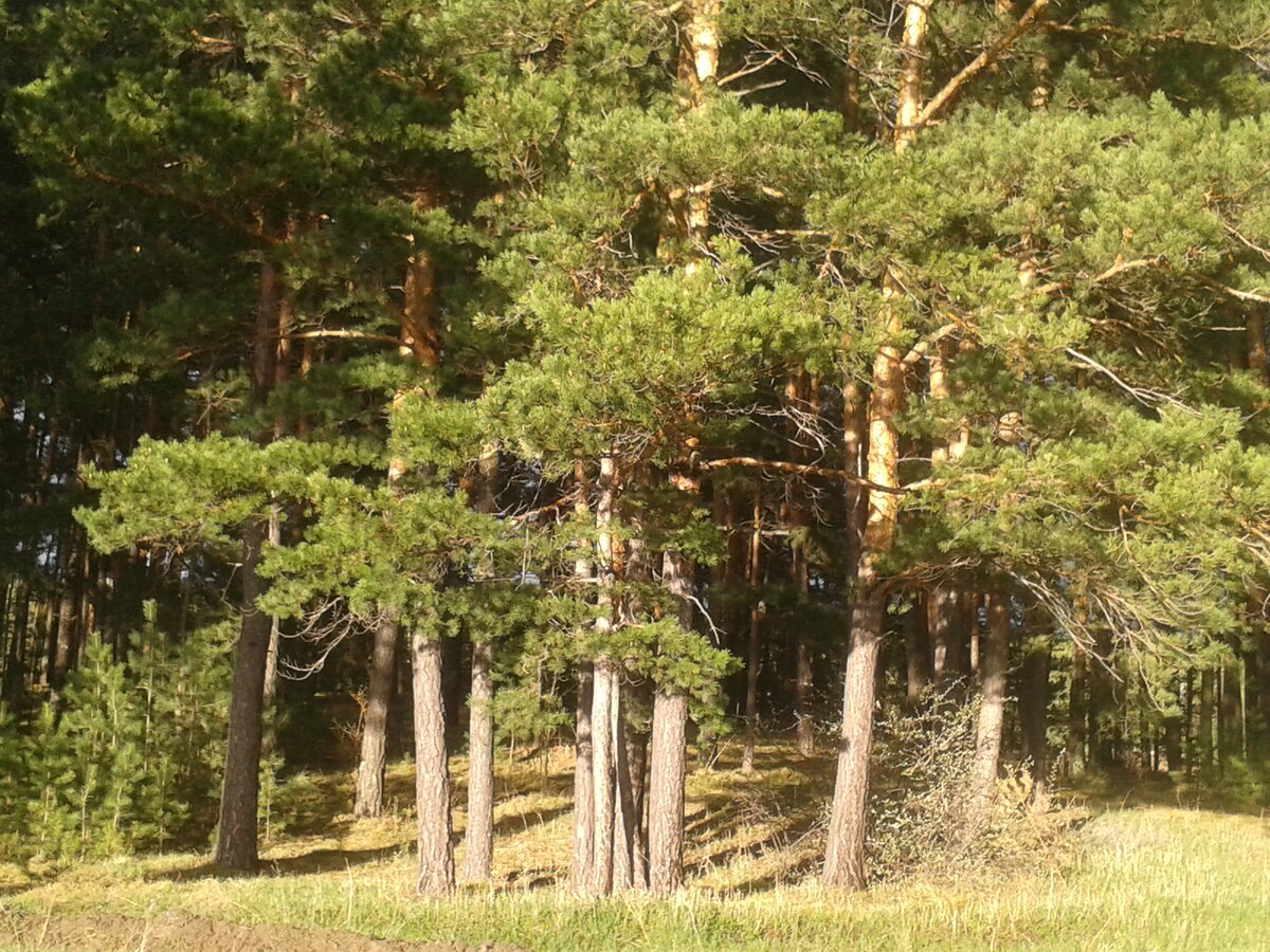 Сосенки Цимлянский район