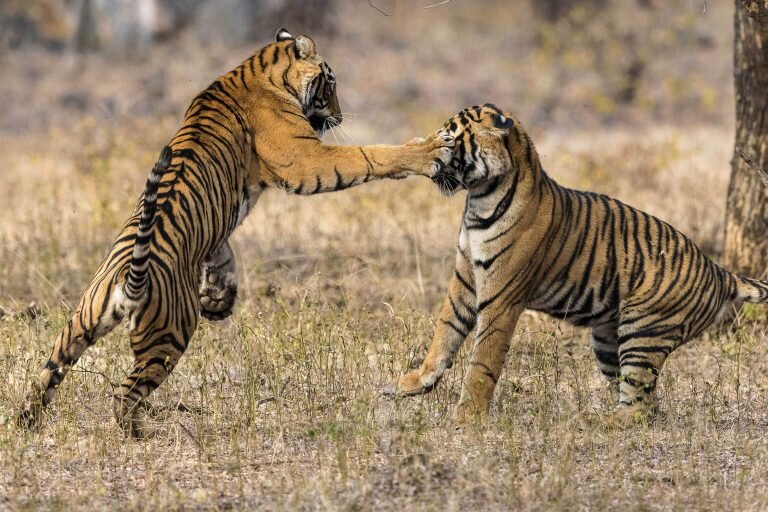 Ярость битвы: королевские тигры в жестокой схватке не на жизнь, а на смерть  | 😺 Мурзик | Дзен