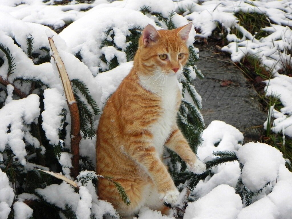 Кошка зимой на улице. Рыжий кот в Снежном лесу. Рыжий кот на улице зимой. Рыжая кошка на улице зимой. Рыжий кот в снегу Лесной.