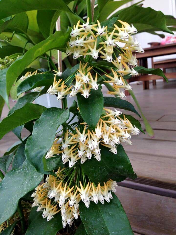 Хойя многоцветковая