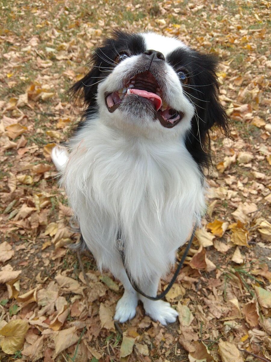 Довольная морда:)