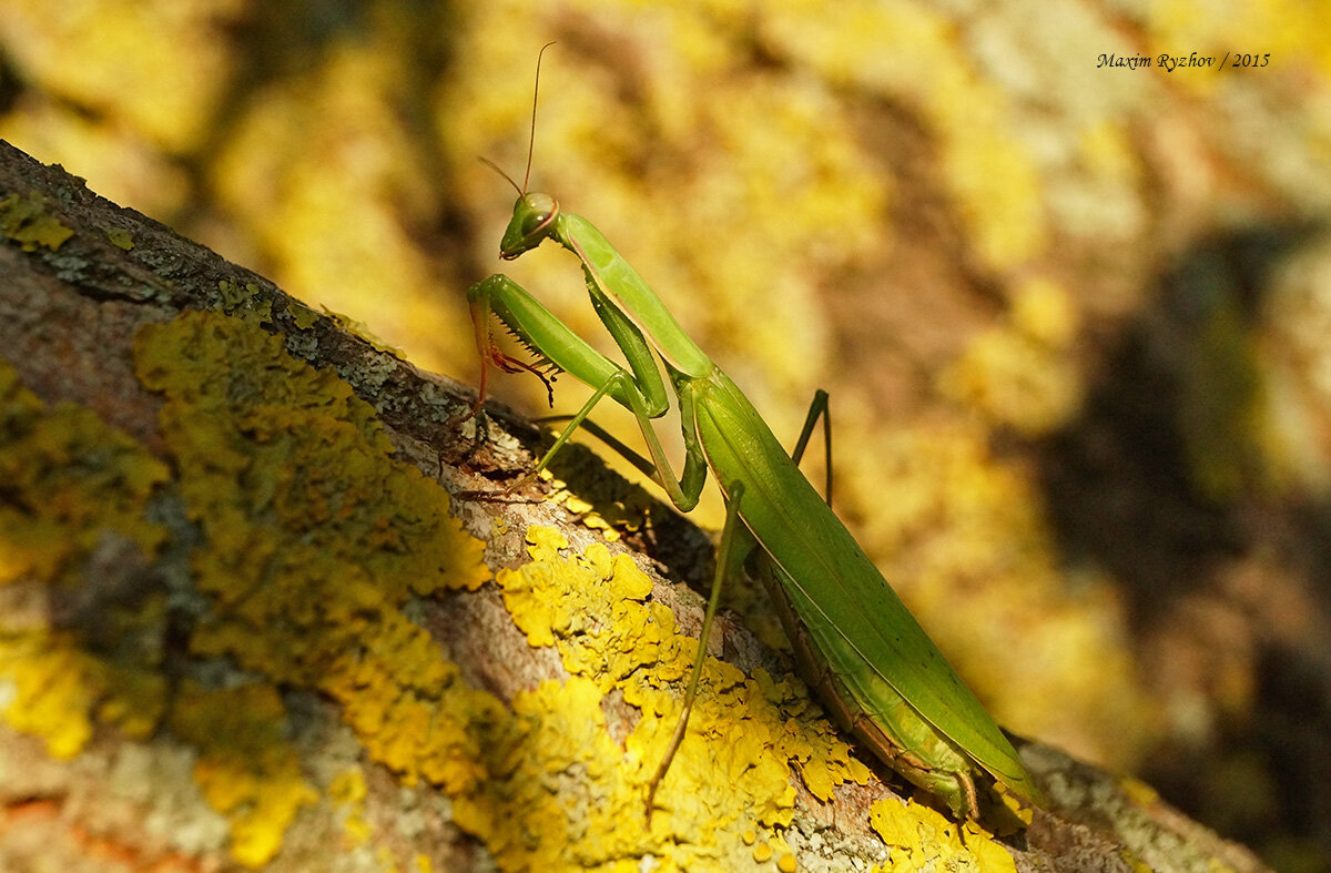 Mantis religiosa venenosa