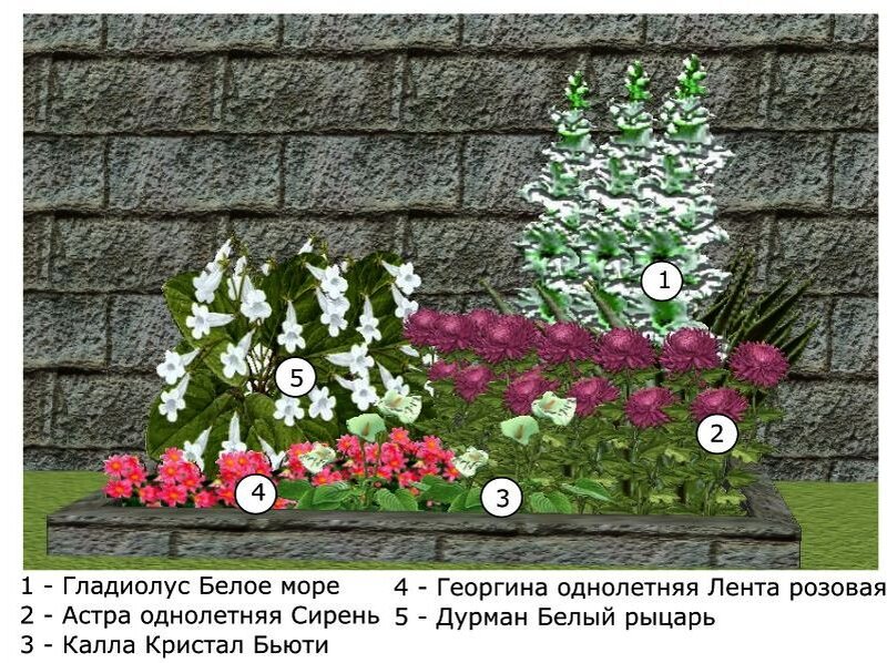 Схема посадки гладиолусов