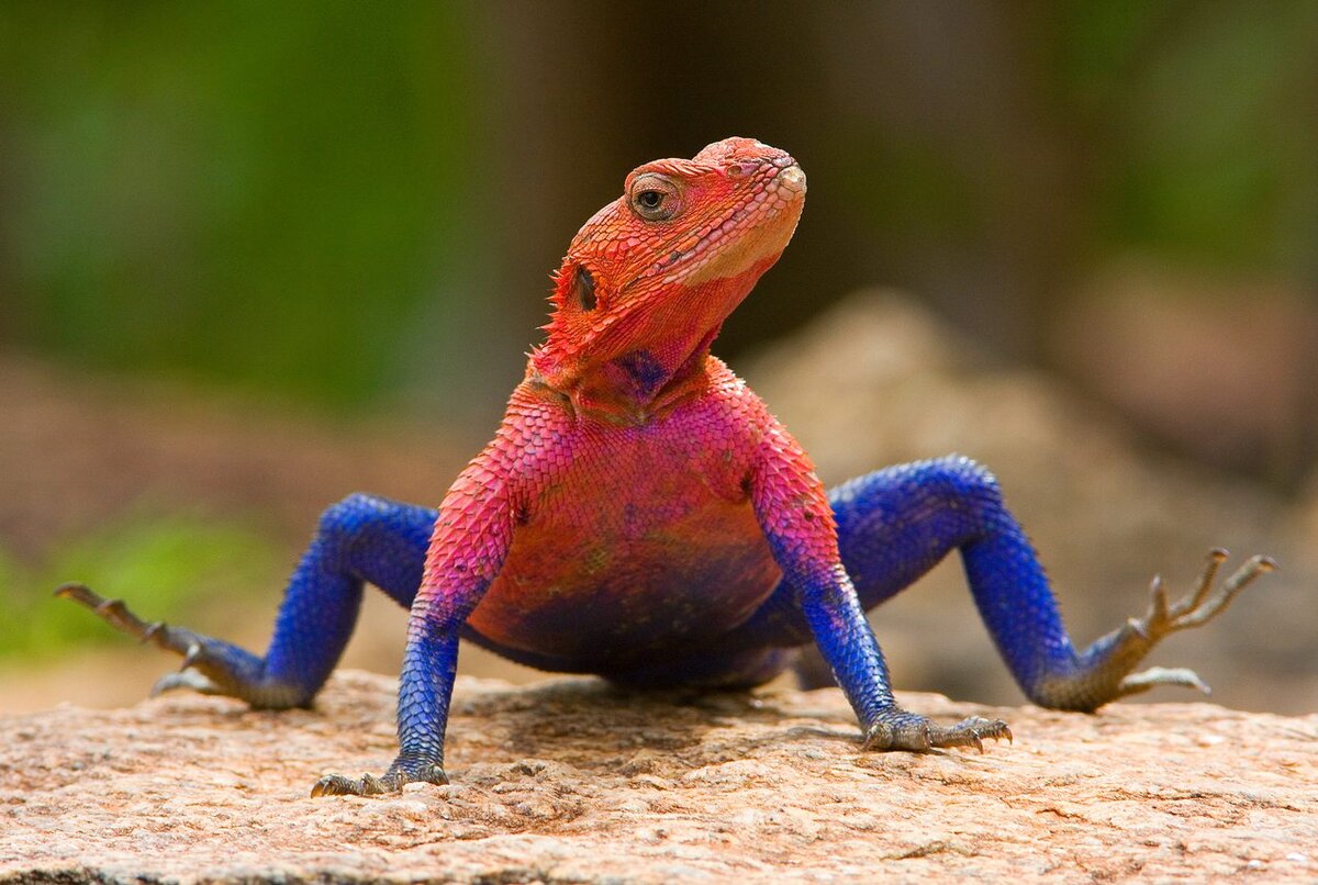 https://www.nationalgeographic.com.es/medio/2012/12/04/agama_1276x857.jpg