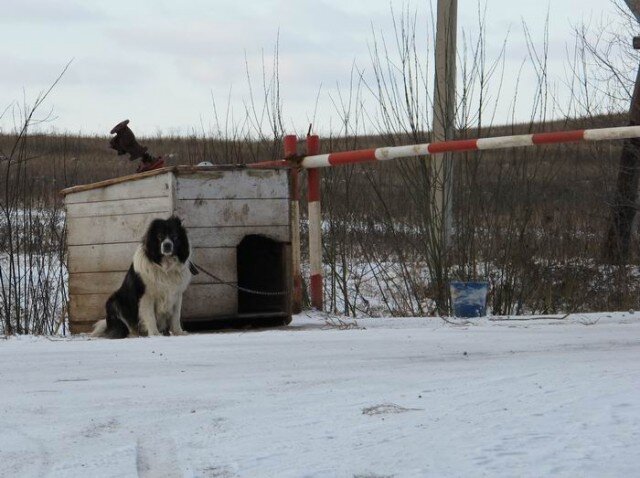  Дорога на туркомплекс идет  в обход детского лагеря, но все-равно перекрывается шлагбаумом с большущей собакой.