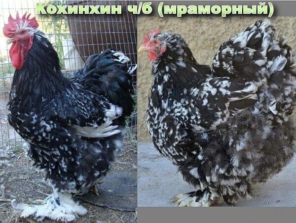 Кохинхин кучерявый (60 фото)