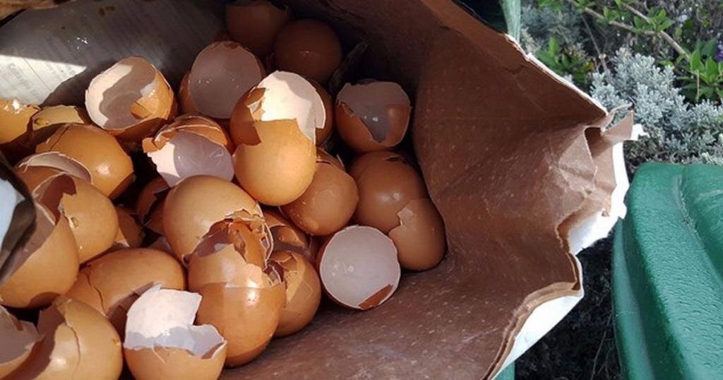 Если вы садовод, не спешите выбрасывать яичную скорлупу