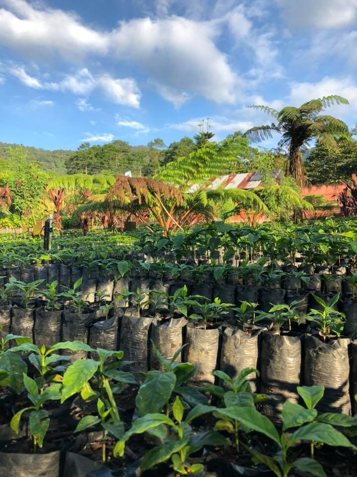 photo by Nicolas Rozental