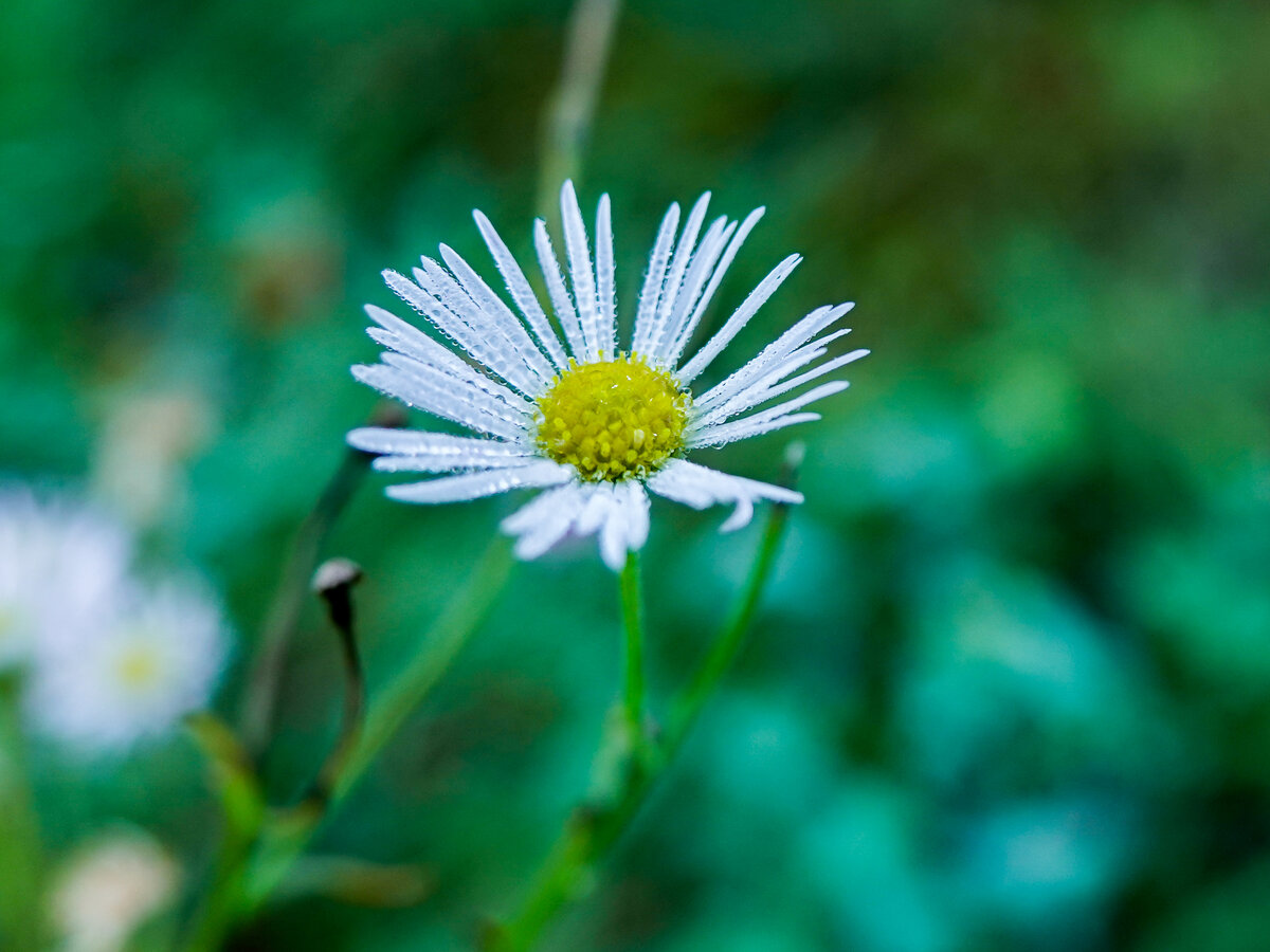 Мелколепестник