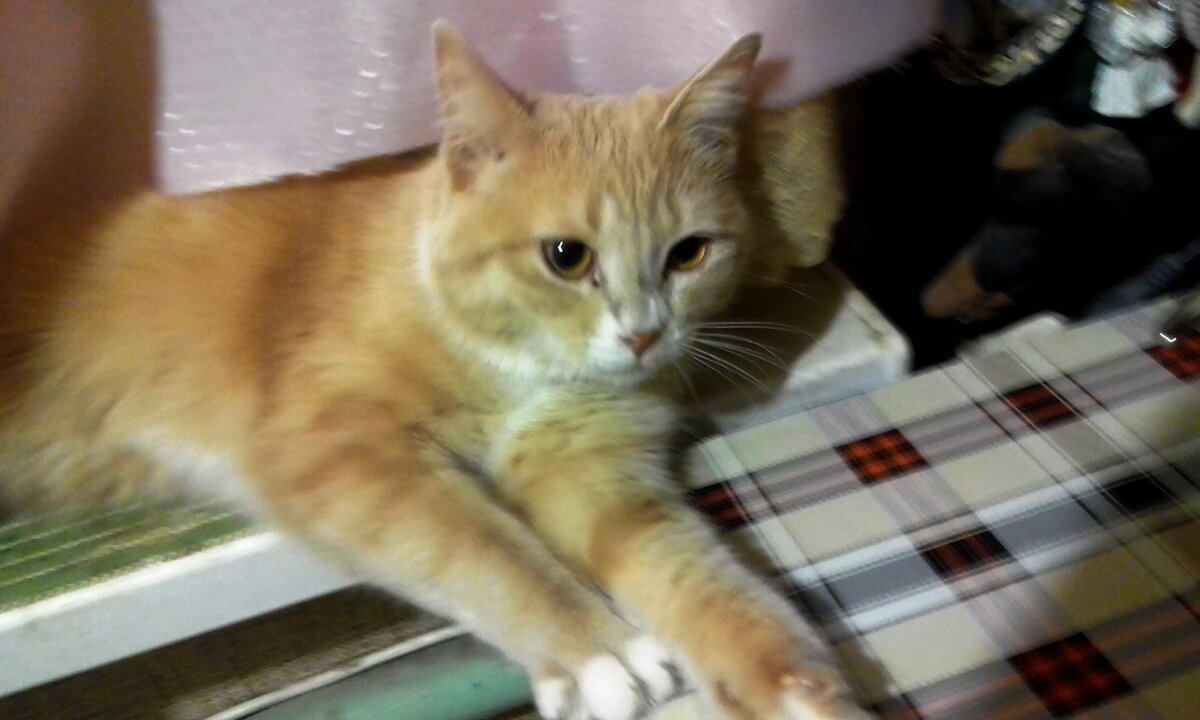 Персик, по паспорту Персей