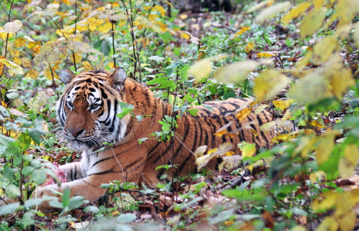 АВТОР СТАТЬИ: ИГОРЬ ВОЛОКУШИН