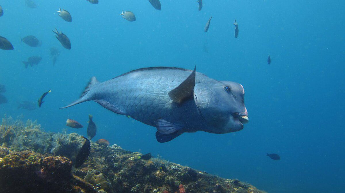 Вот этот монстр был очень дружелюбным 
